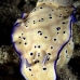 nudibranch_sb_gld_v_0074_kom1691.jpg